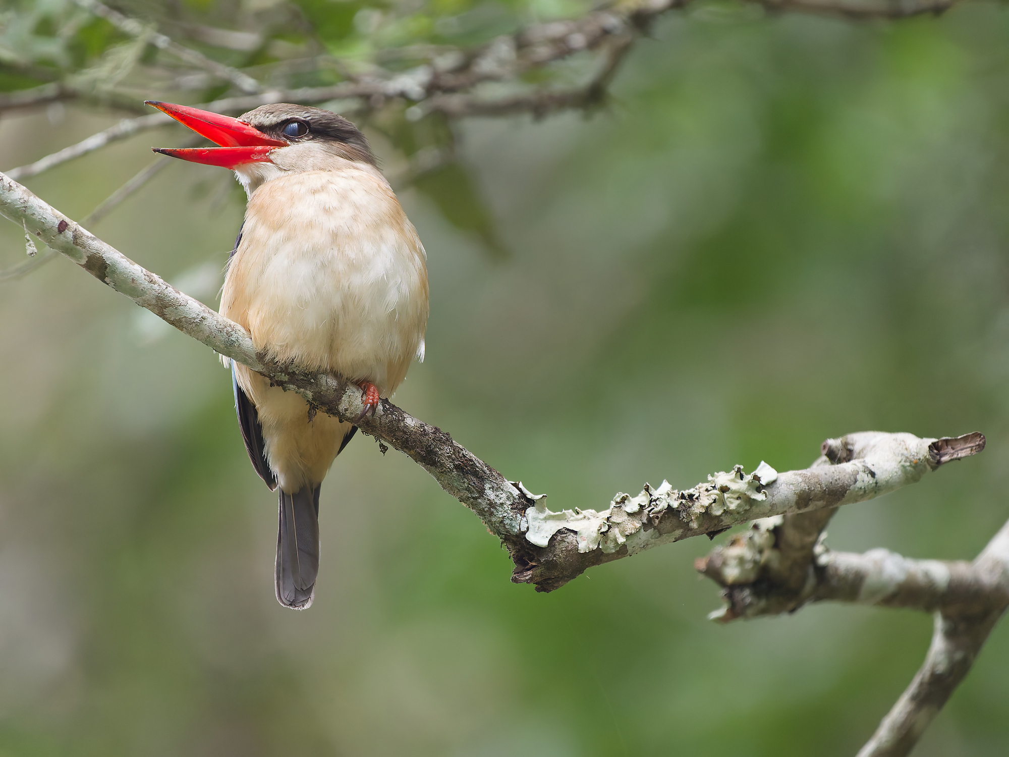 Bruinkapijsvogel (Halcyon albiventris)